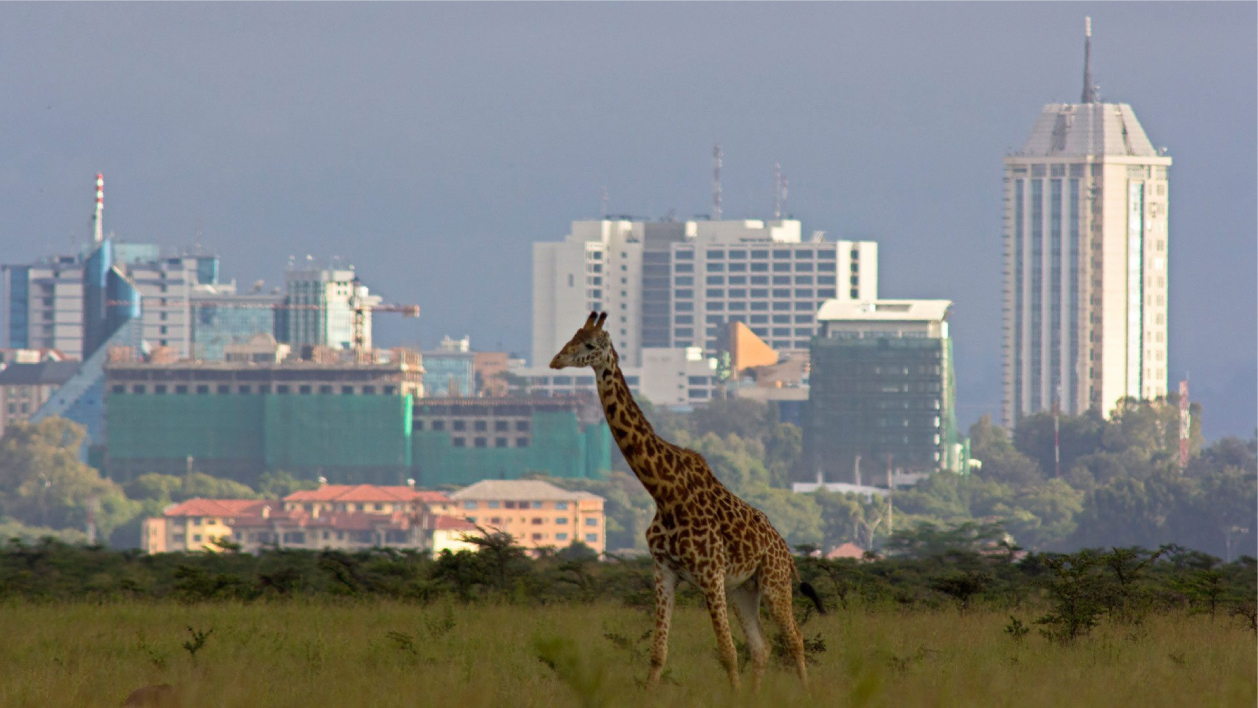 Nairobi CBD architecture placeholder